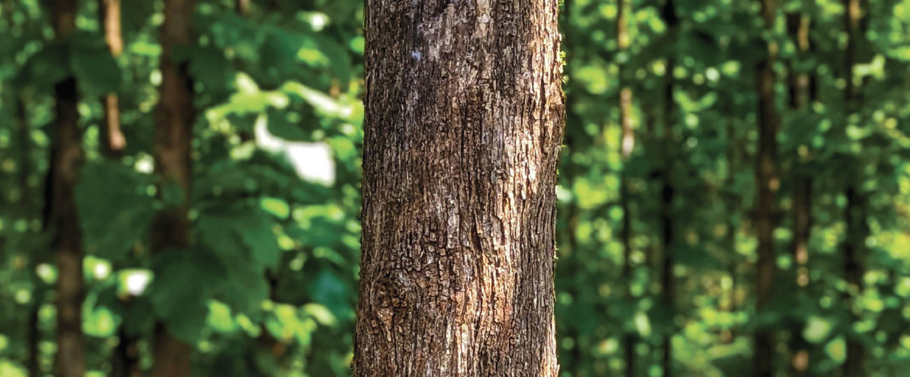 Geen plantagebossen, wel bosreservaten a.u.b.