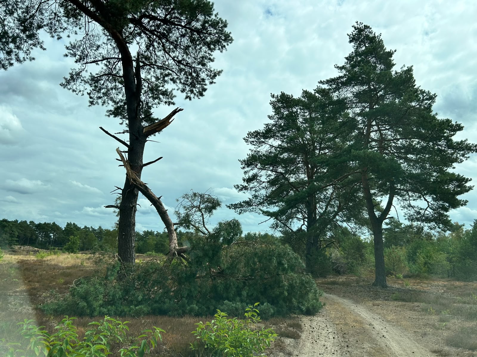 Extra waakzaamheid voor spontane takbreuk door droogte