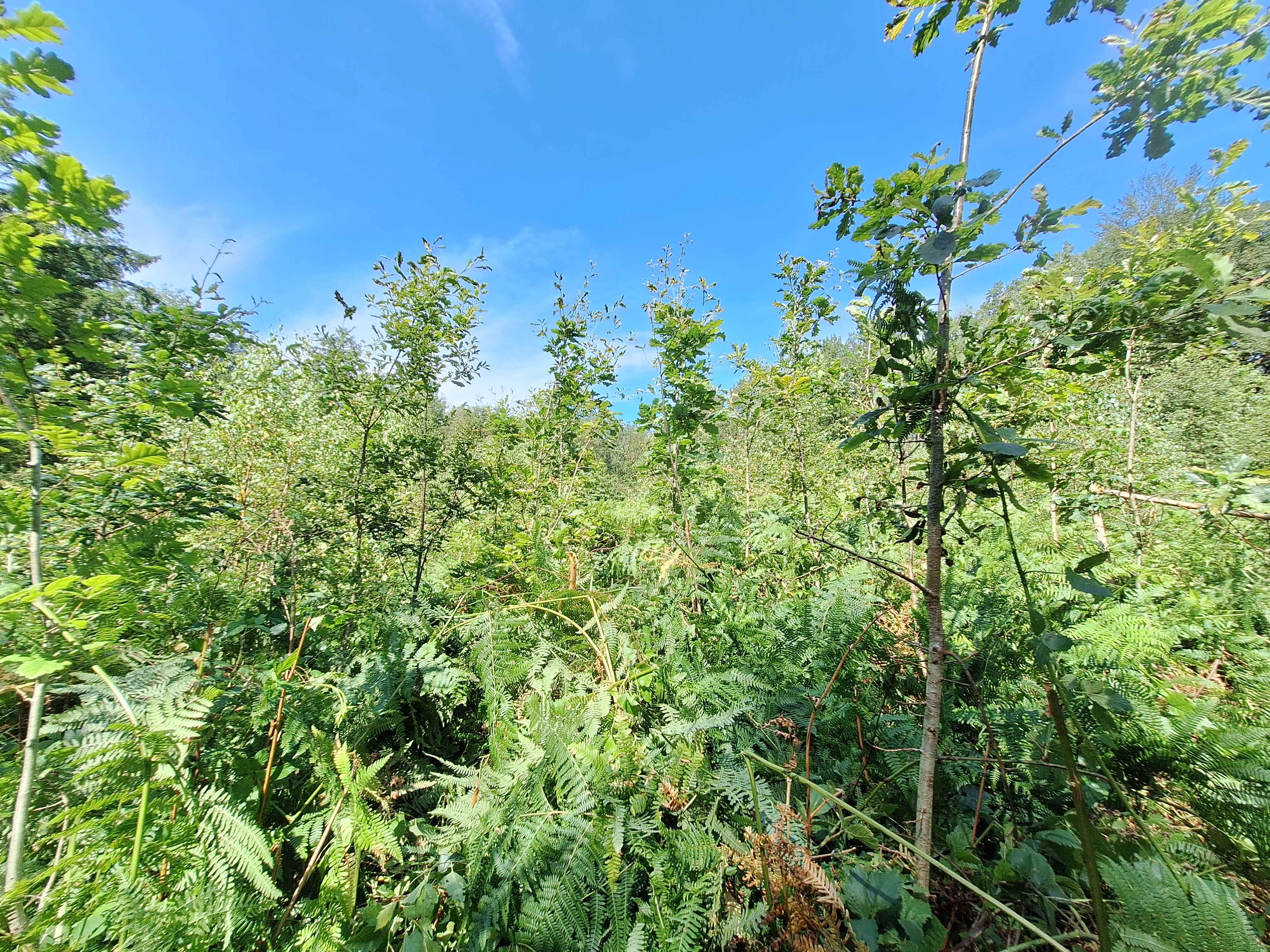 Het beheer van eikenbossen