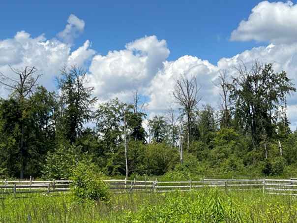 nieuwe aanplant na massale bossterfte